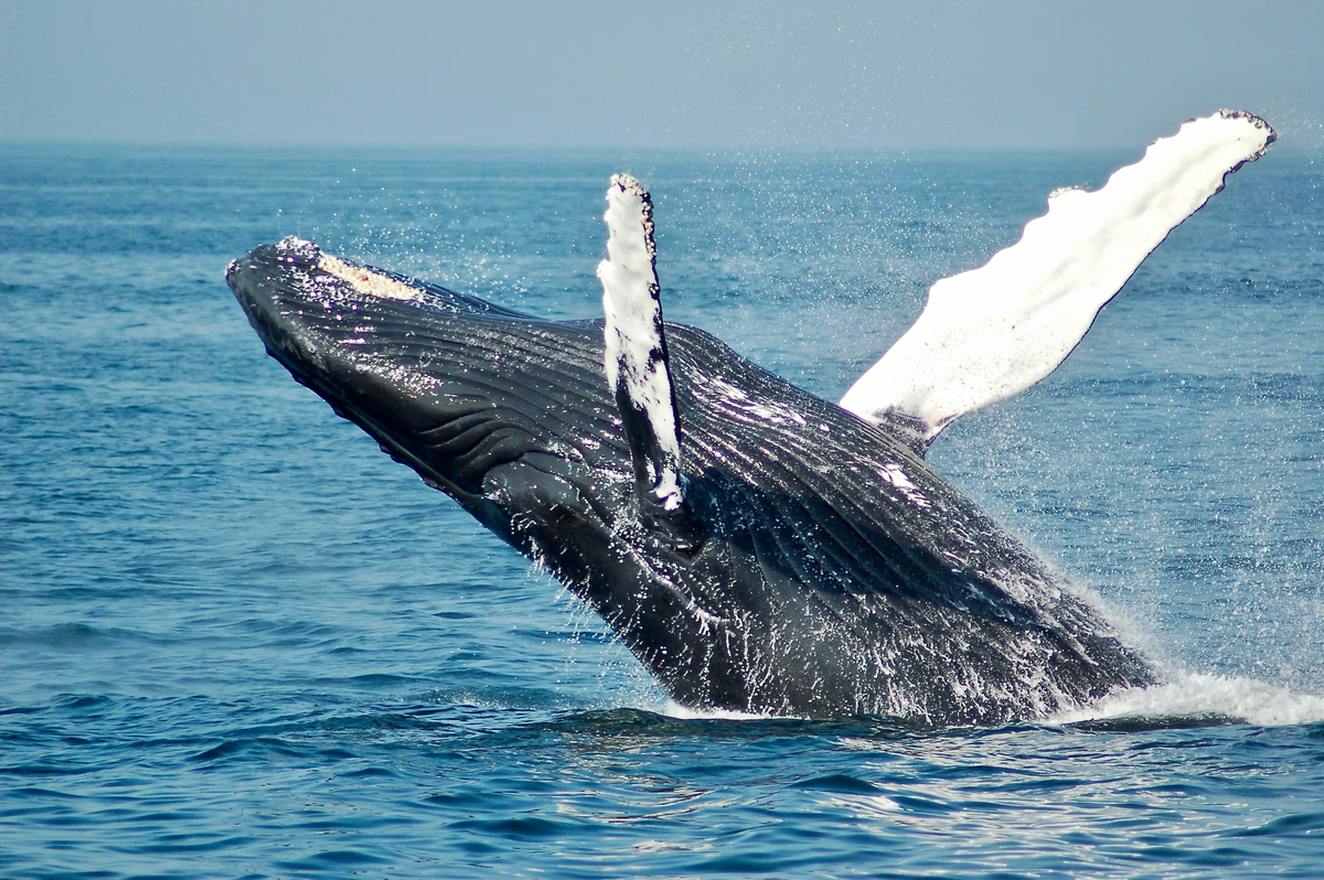 Ballena jorobada, Costa Pacífica